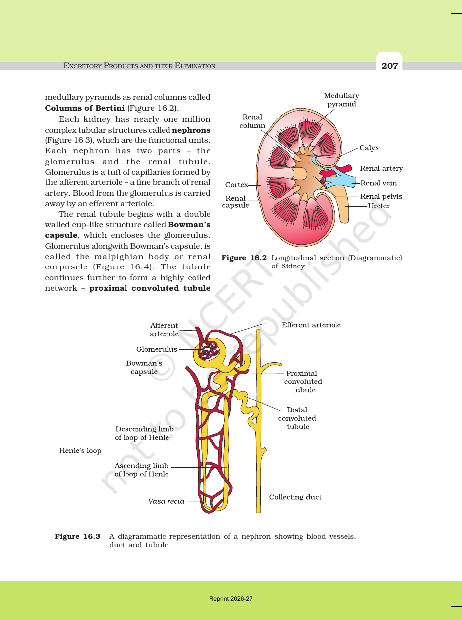 Page 3 of Excretory Products and their Elimination