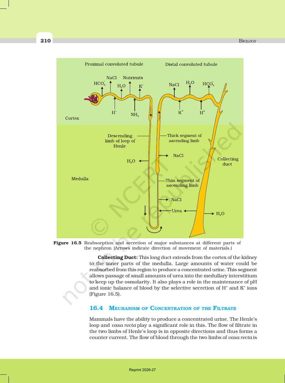 Page 6 of Excretory Products and their Elimination