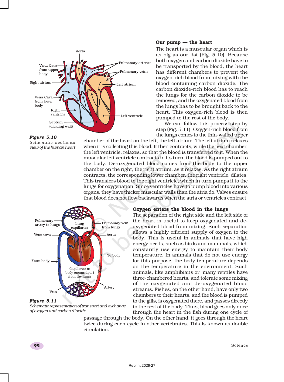 Page 14 of Life Processes