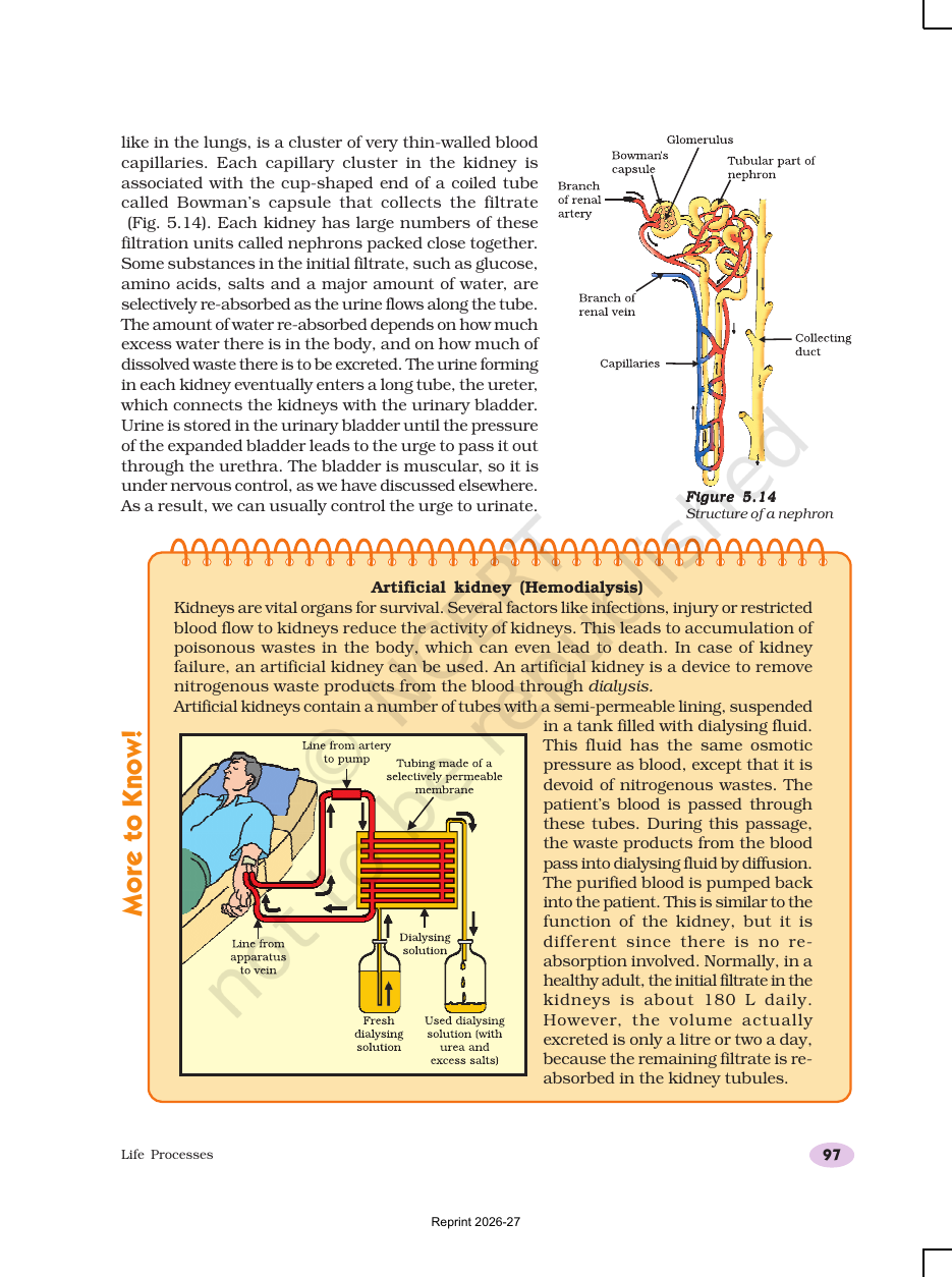 Page 19 of Life Processes