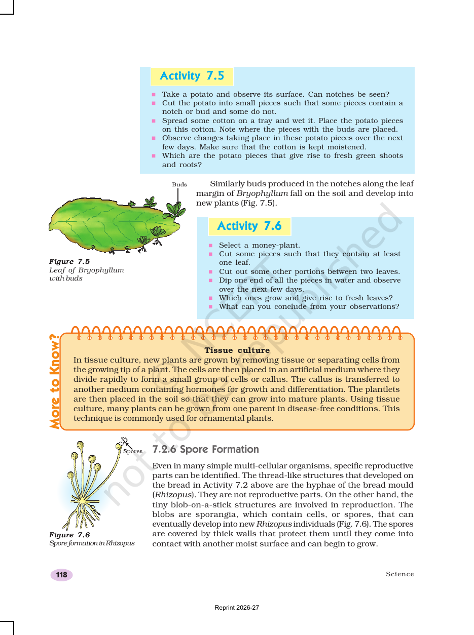 Page 6 of How do Organisms Reproduce?