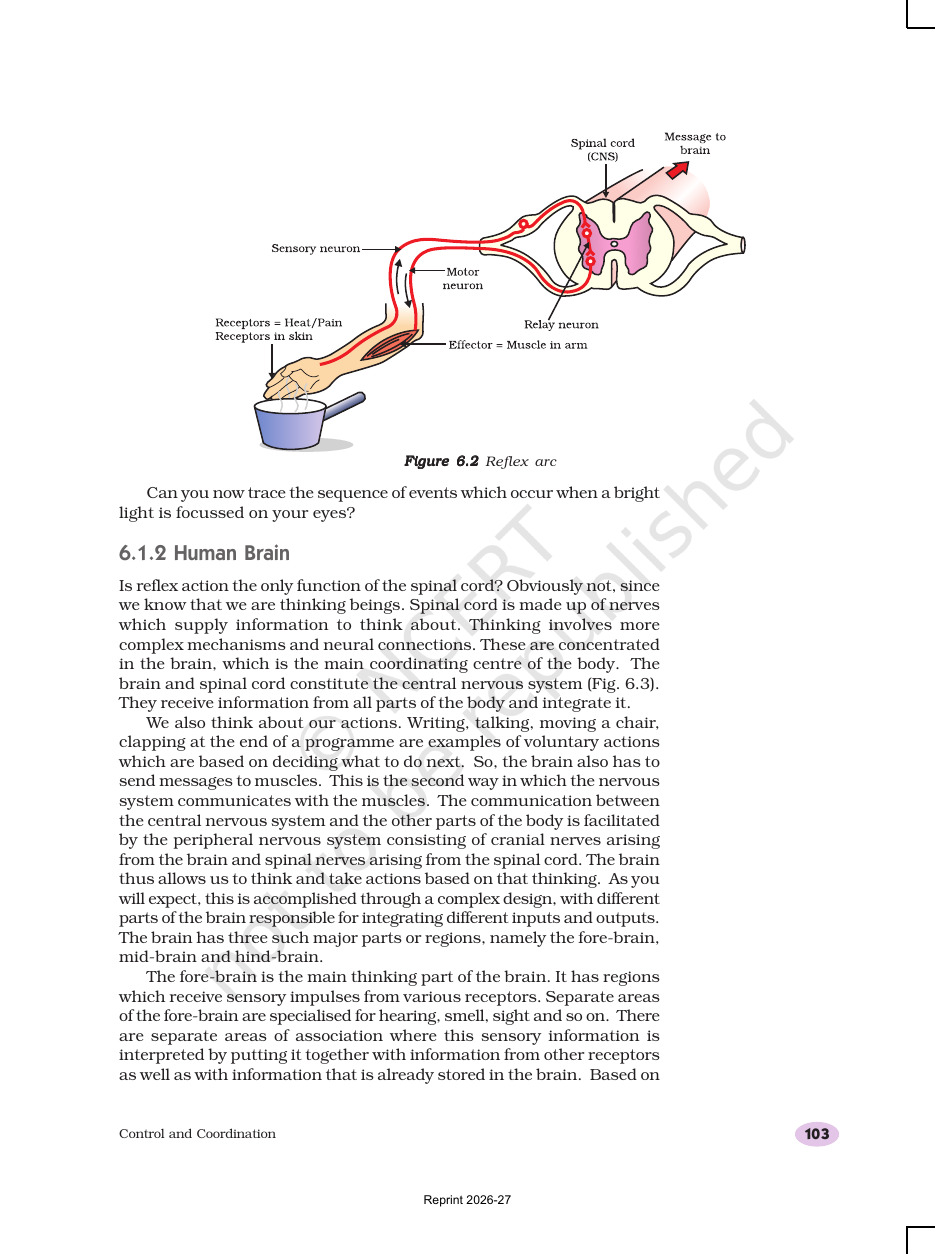 Page 4 of Control and Coordination