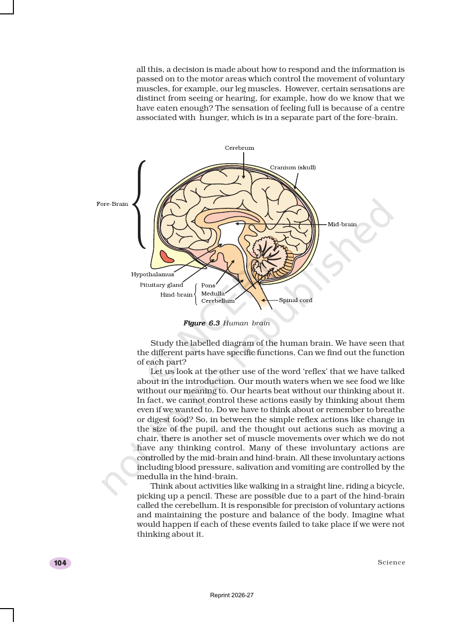 Page 5 of Control and Coordination