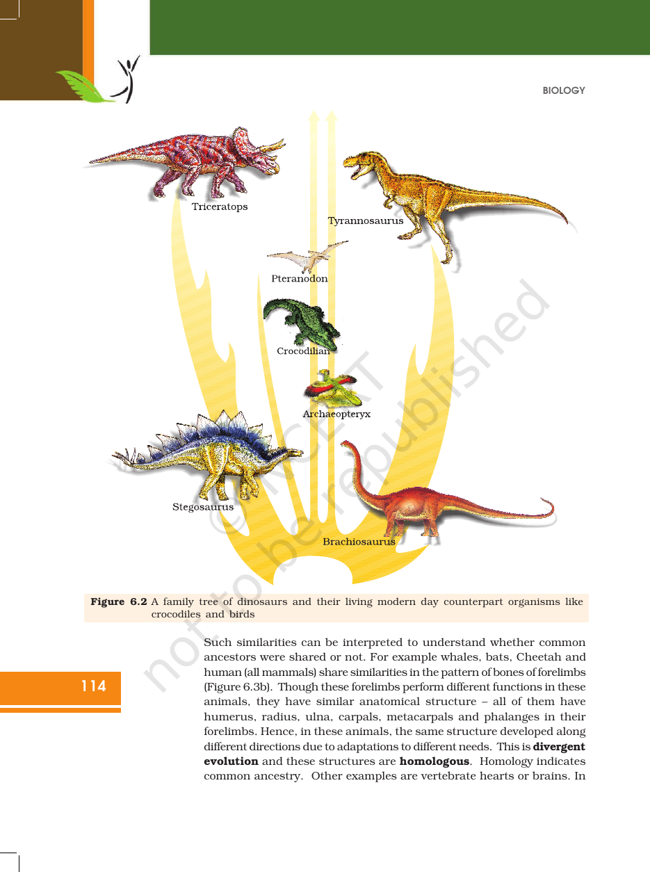 Page 5 of Evolution