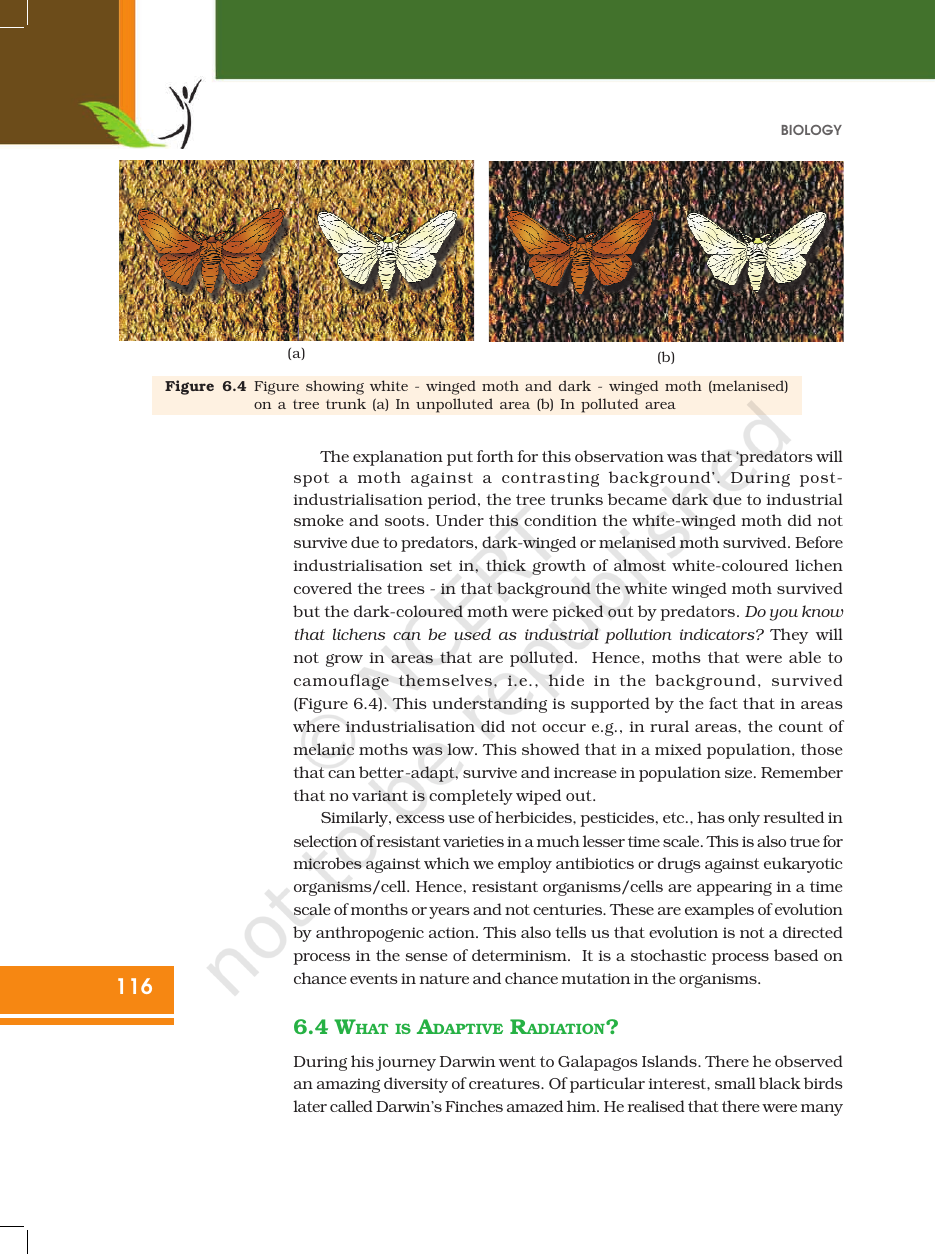 Page 7 of Evolution