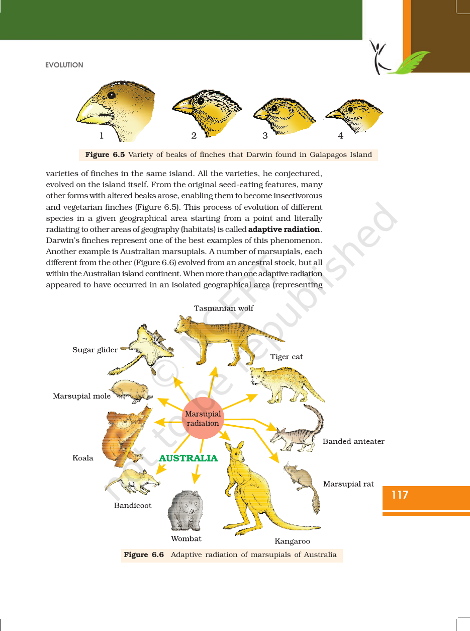 Page 8 of Evolution