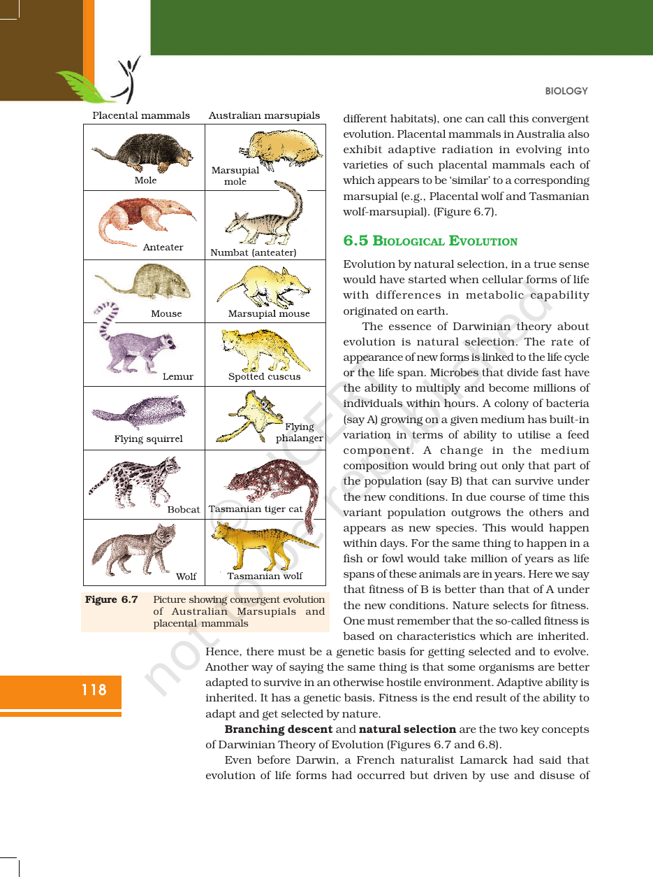 Page 9 of Evolution