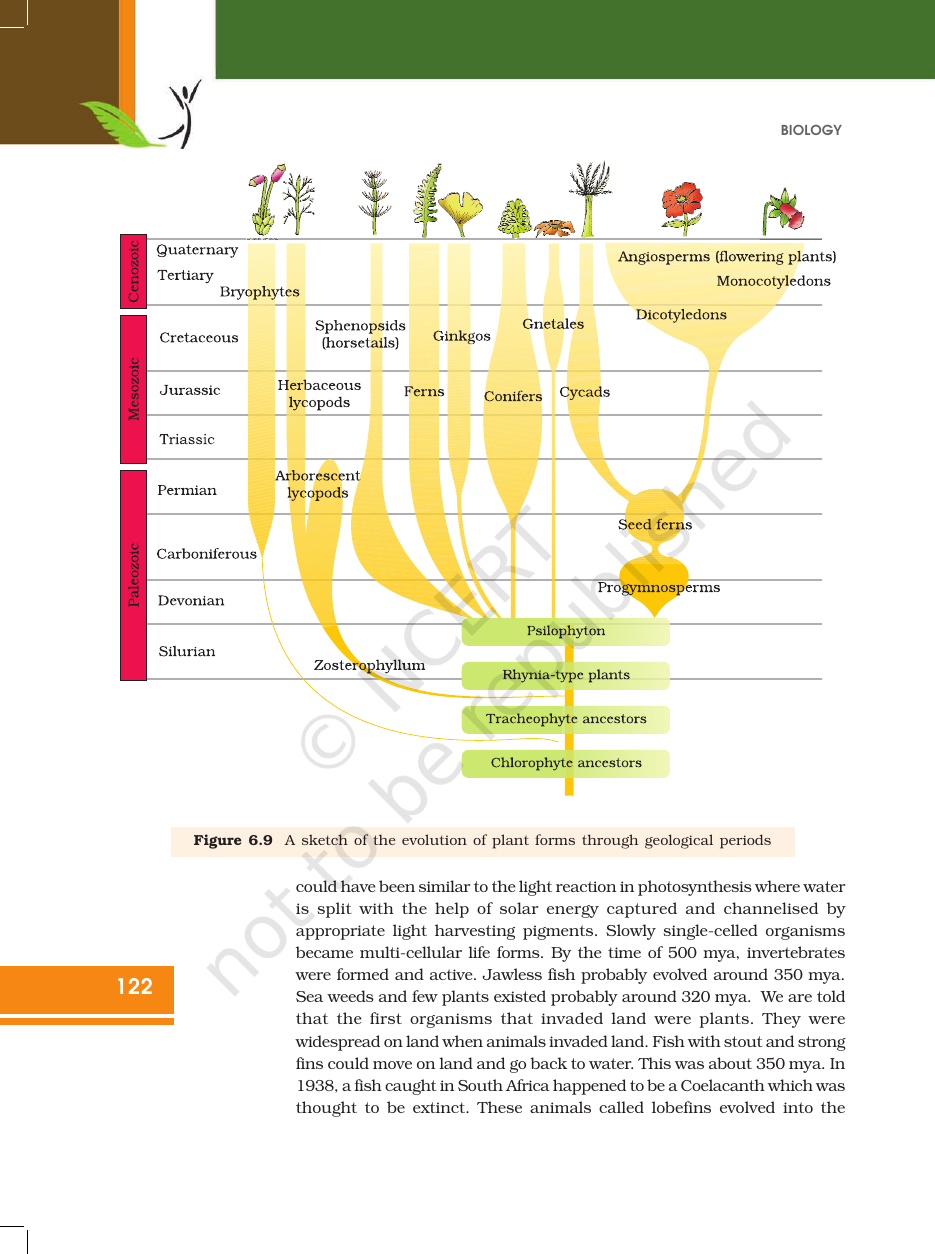 Page 13 of Evolution