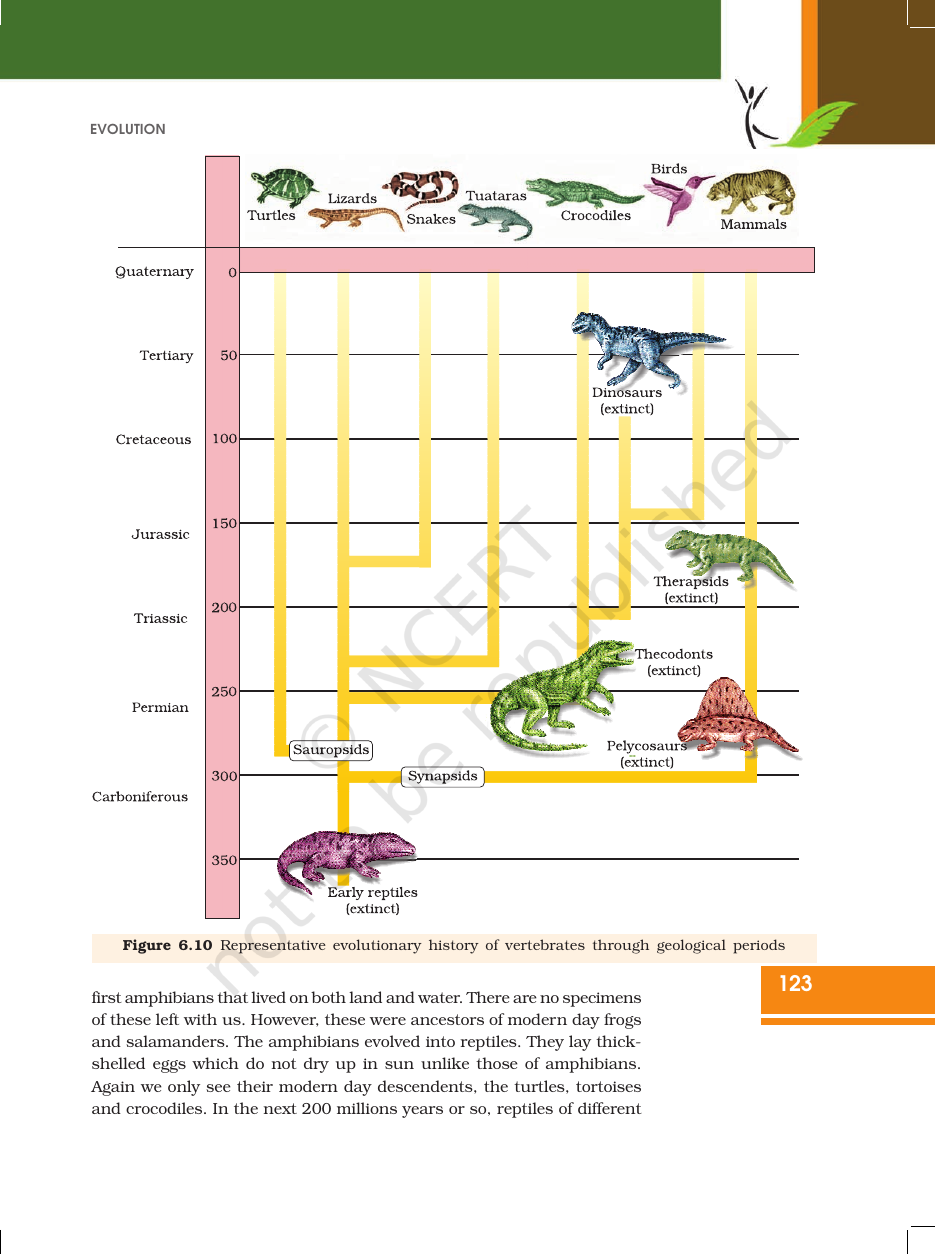 Page 14 of Evolution