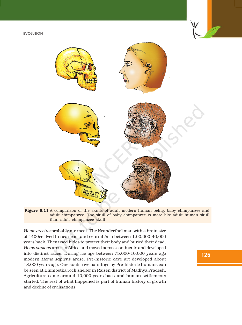 Page 16 of Evolution