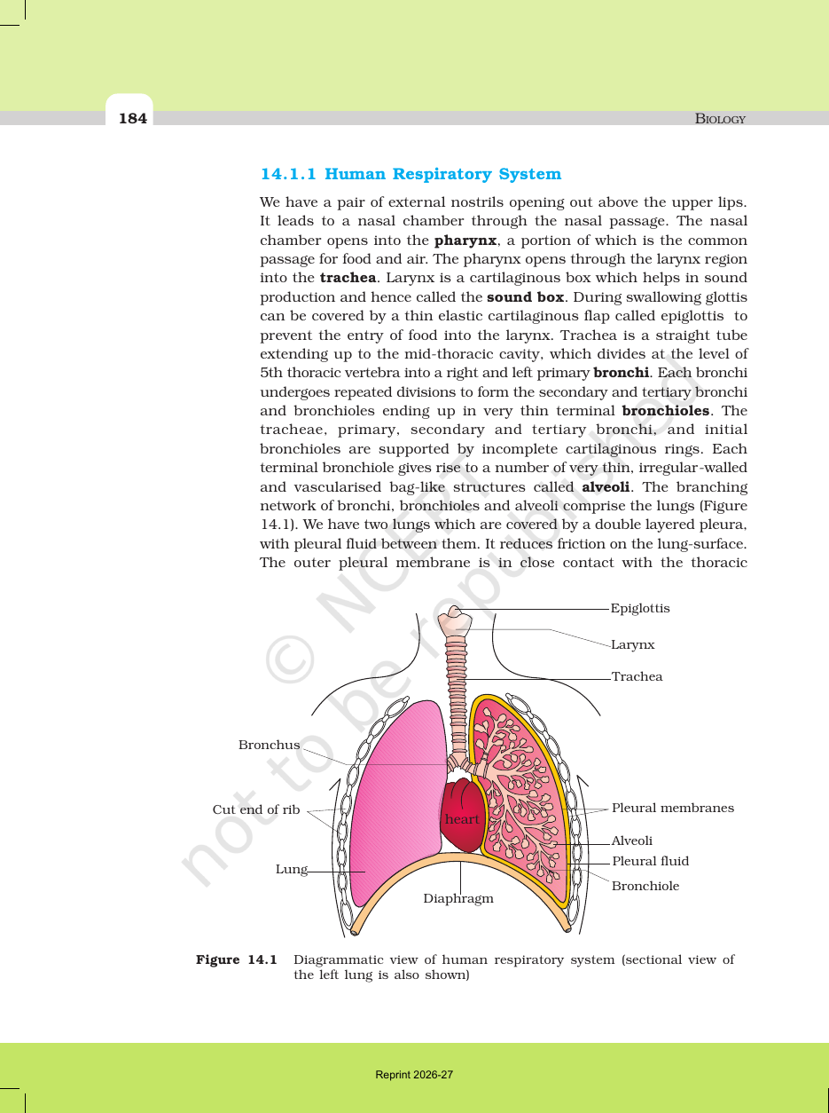 Page 4 of Breathing and Exchange of Gases