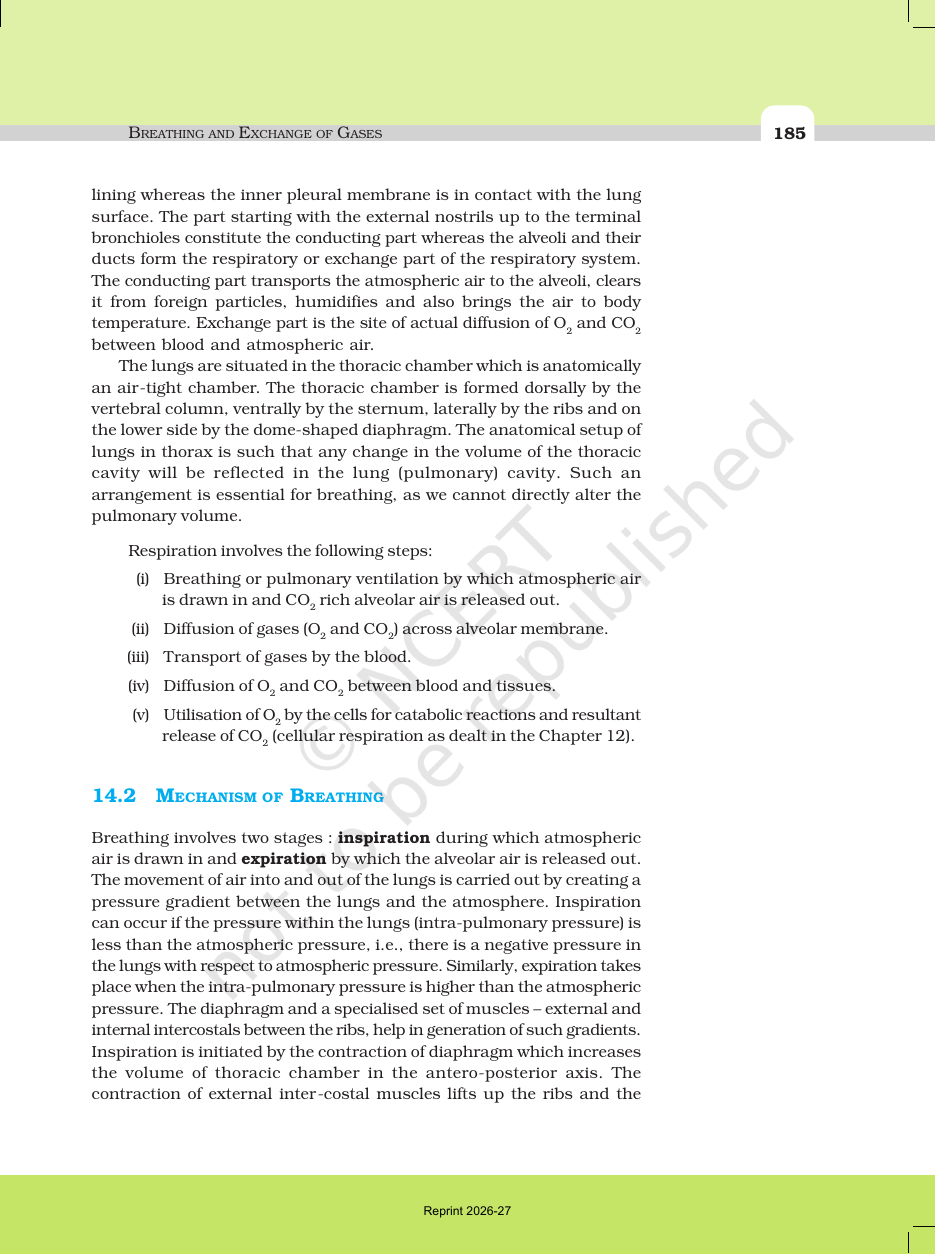 Page 5 of Breathing and Exchange of Gases