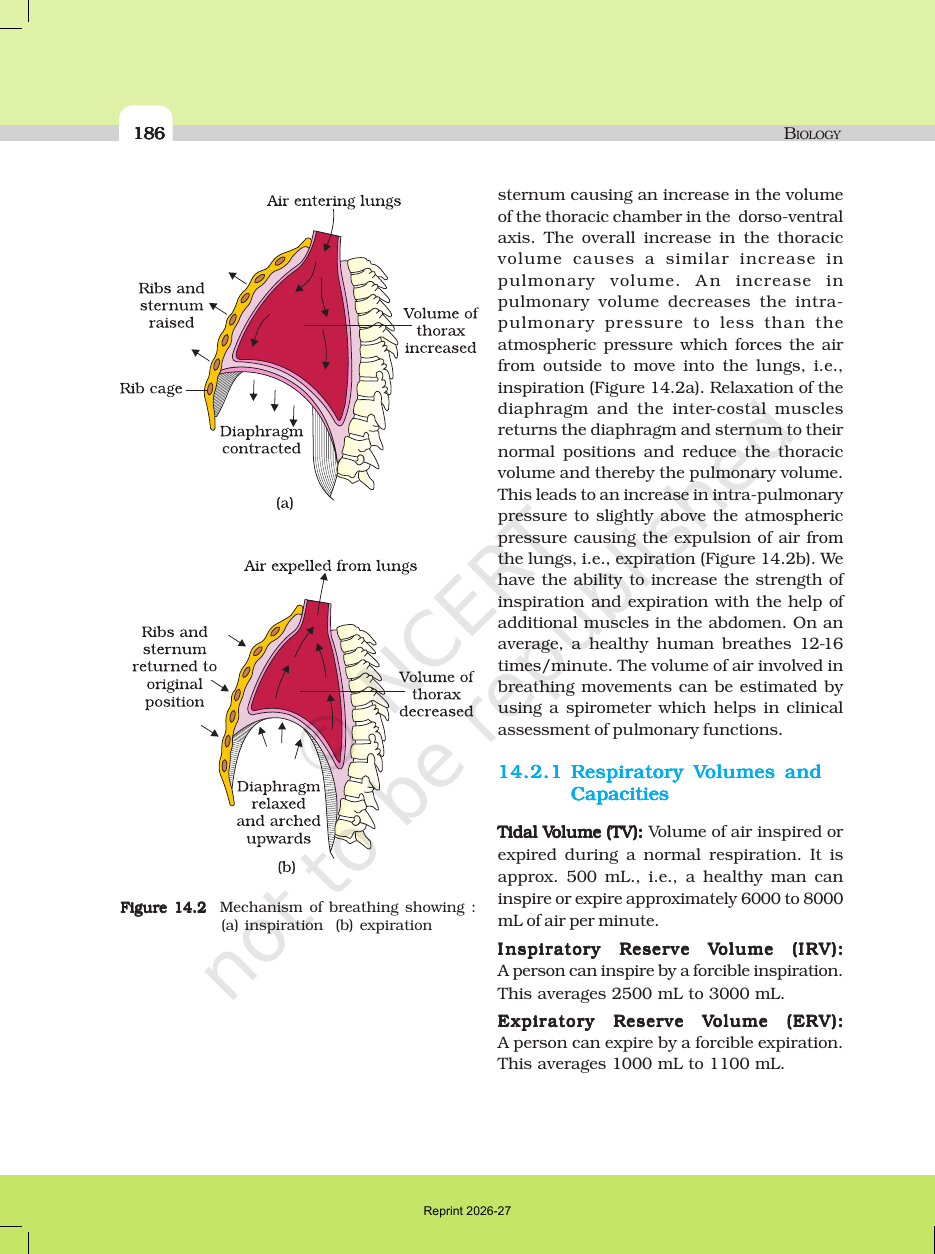 Page 6 of Breathing and Exchange of Gases