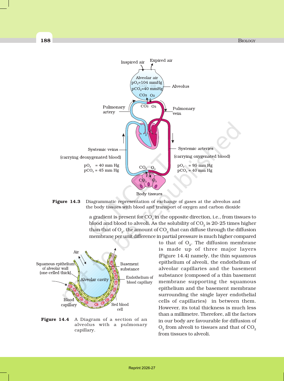 Page 8 of Breathing and Exchange of Gases