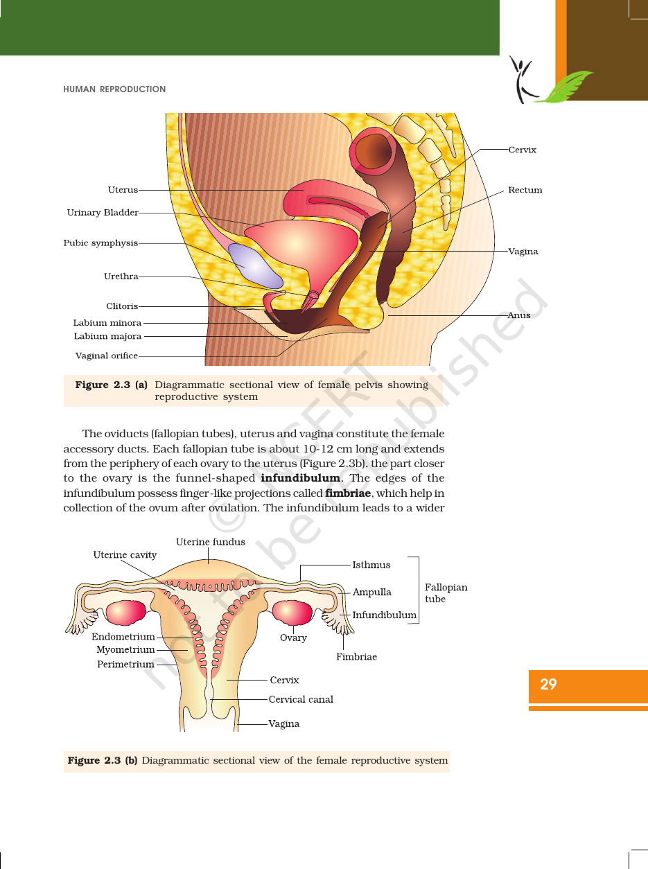 Page 4 of Human Reproduction