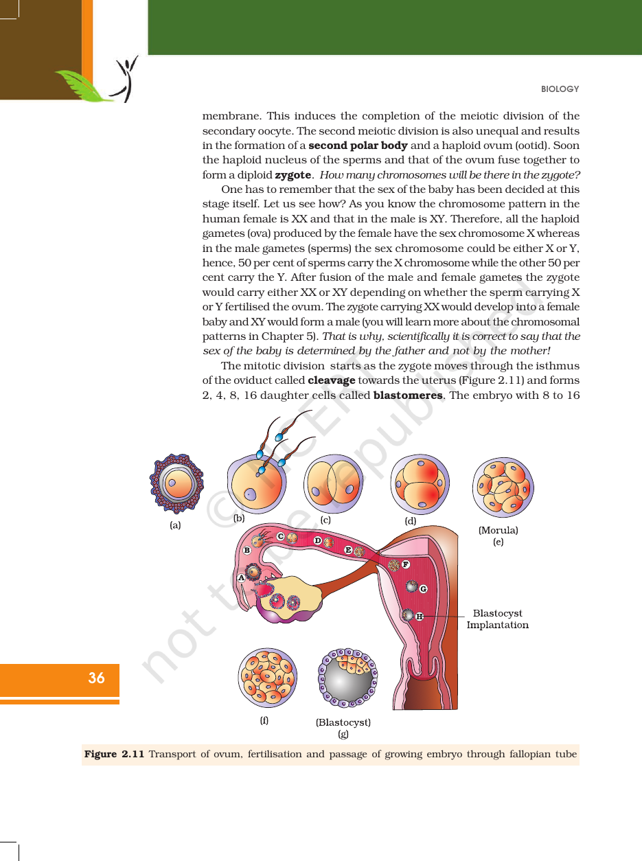 Page 11 of Human Reproduction