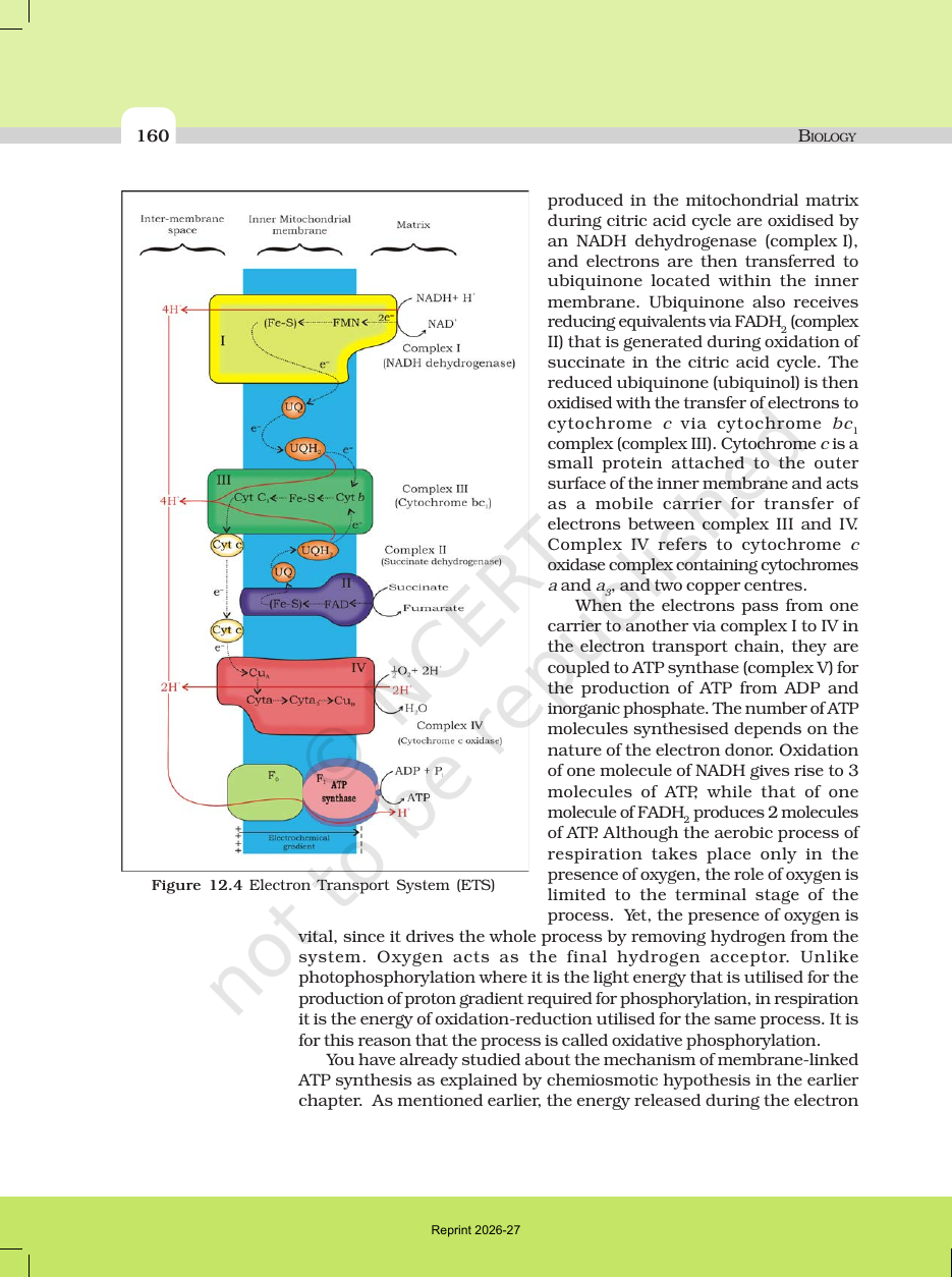 Page 8 of Respiration in Plants