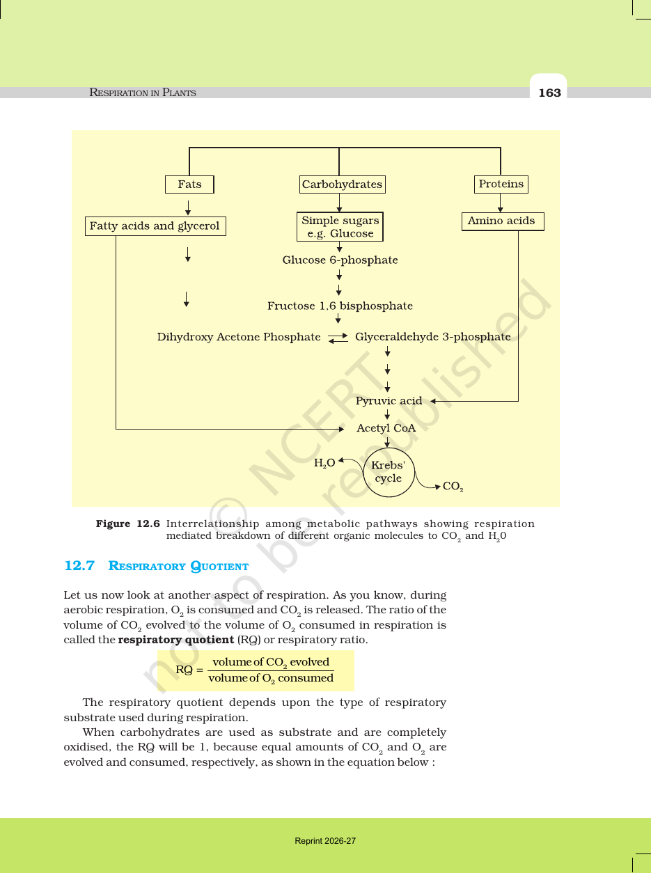 Page 11 of Respiration in Plants
