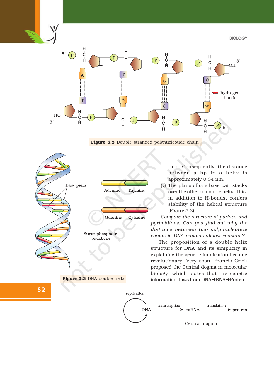 Page 4 of Molecular Basis of Inheritance