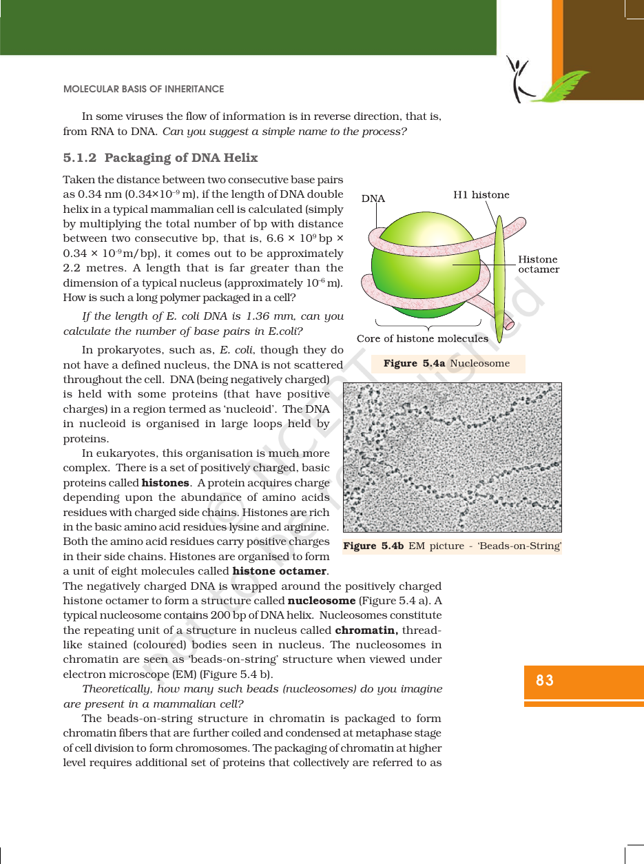 Page 5 of Molecular Basis of Inheritance
