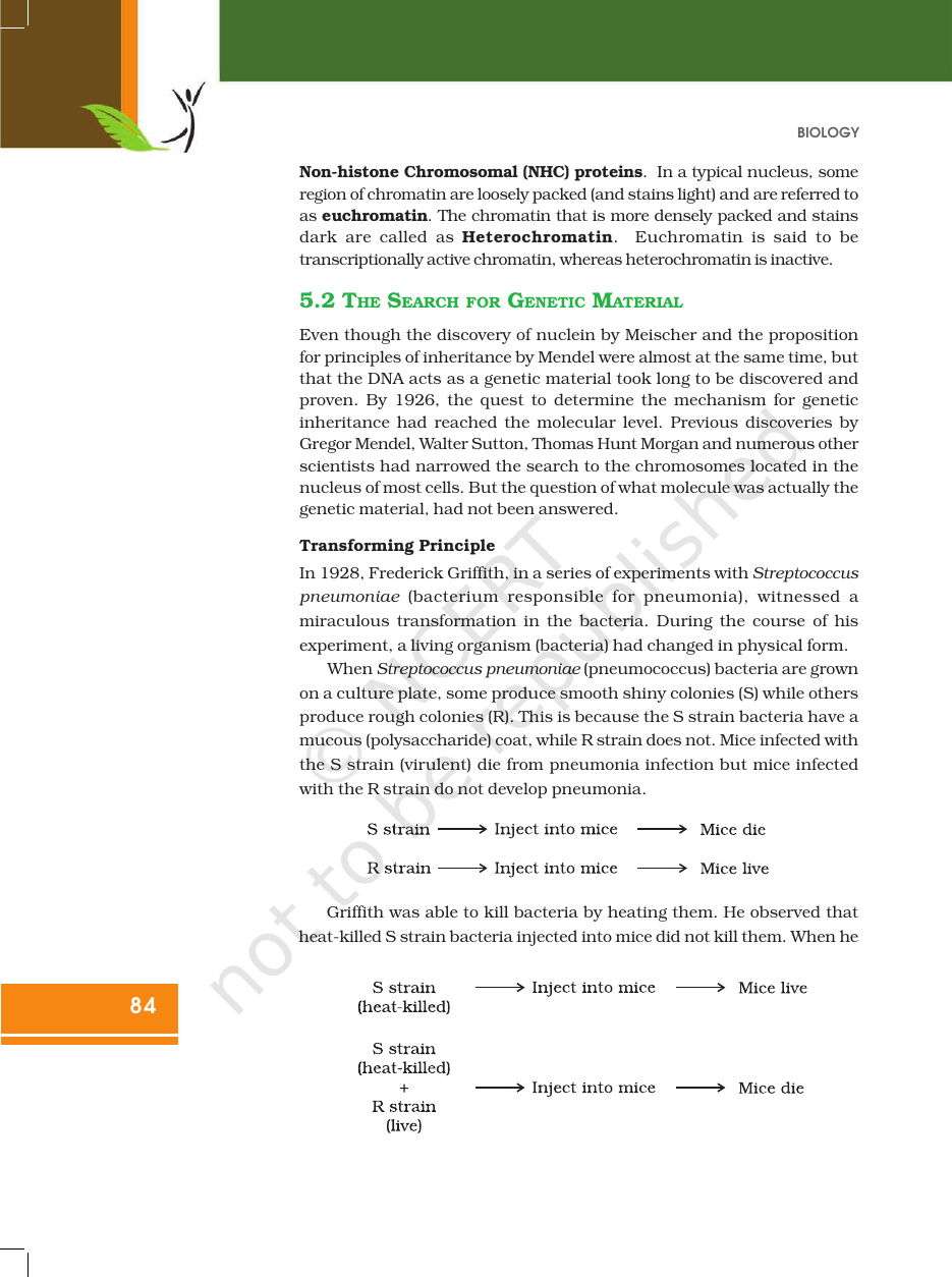 Page 6 of Molecular Basis of Inheritance