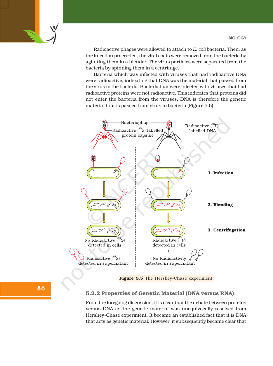 Page 8 of Molecular Basis of Inheritance