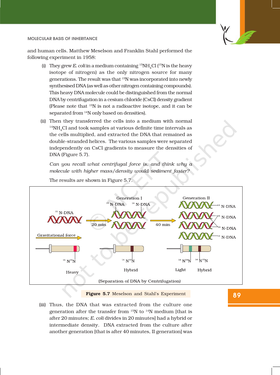 Page 11 of Molecular Basis of Inheritance