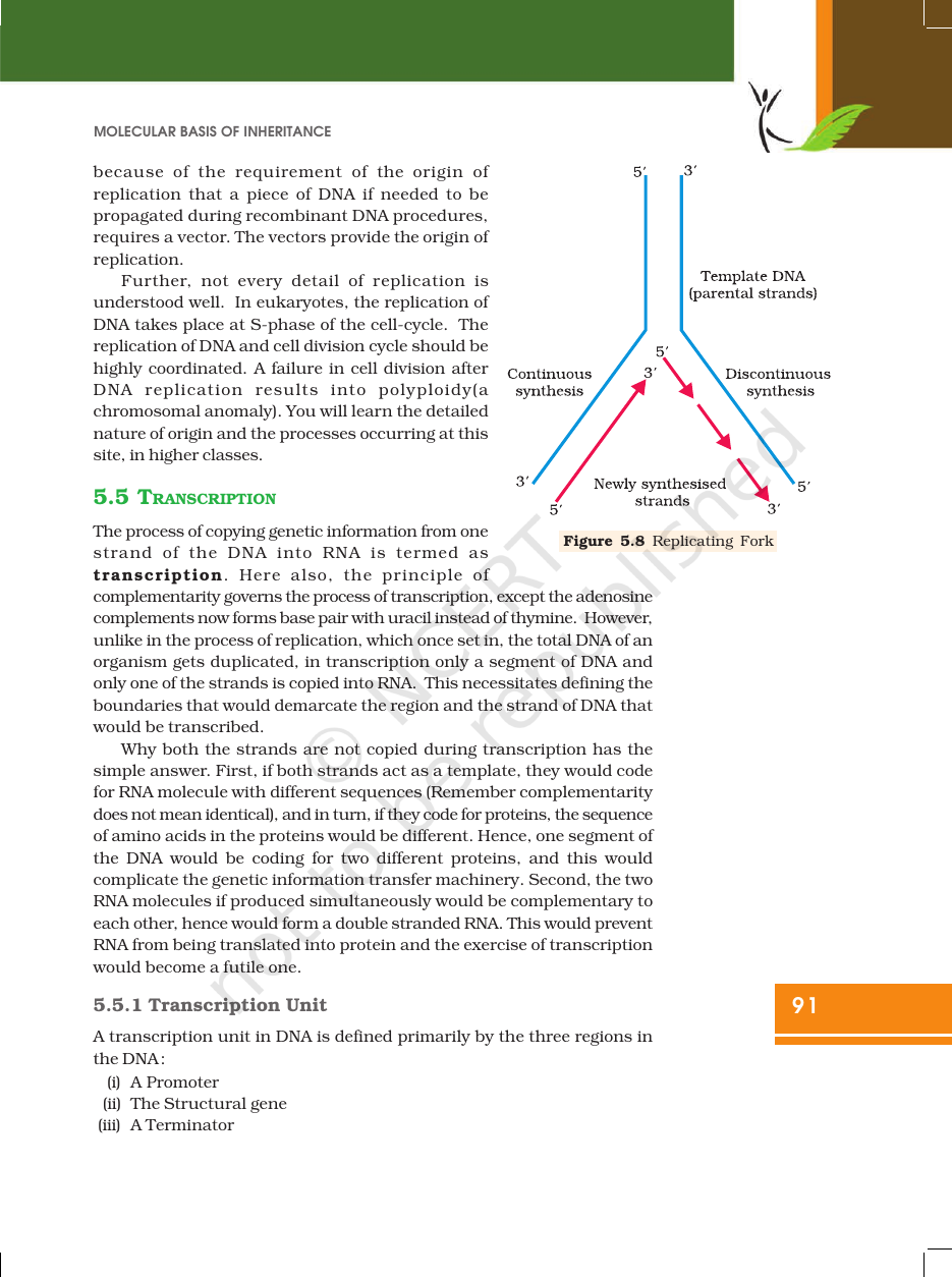 Page 13 of Molecular Basis of Inheritance