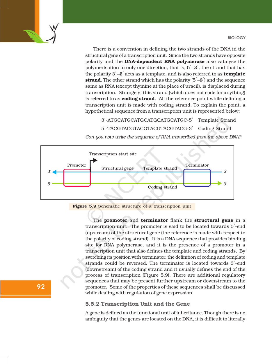 Page 14 of Molecular Basis of Inheritance