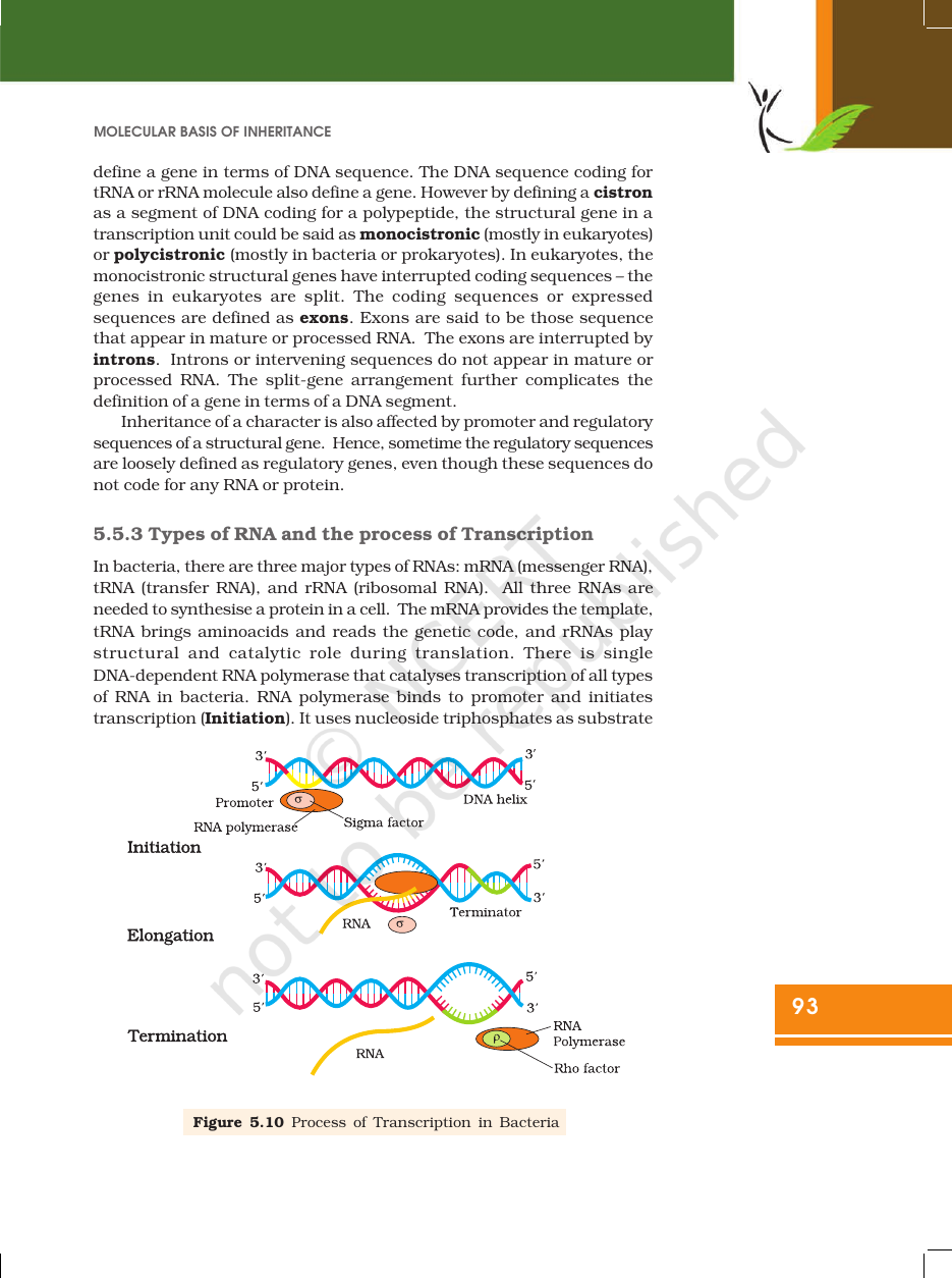 Page 15 of Molecular Basis of Inheritance