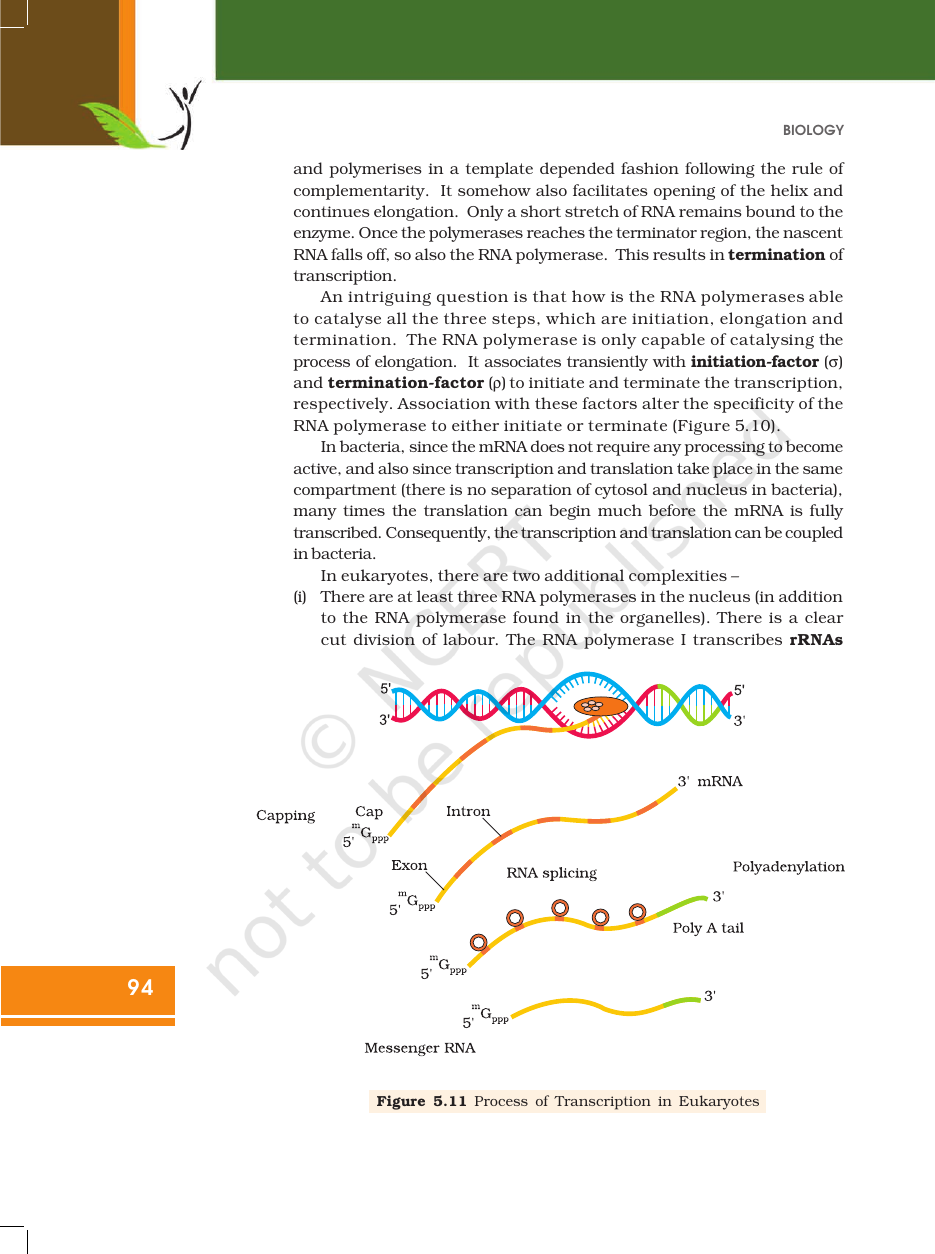 Page 16 of Molecular Basis of Inheritance