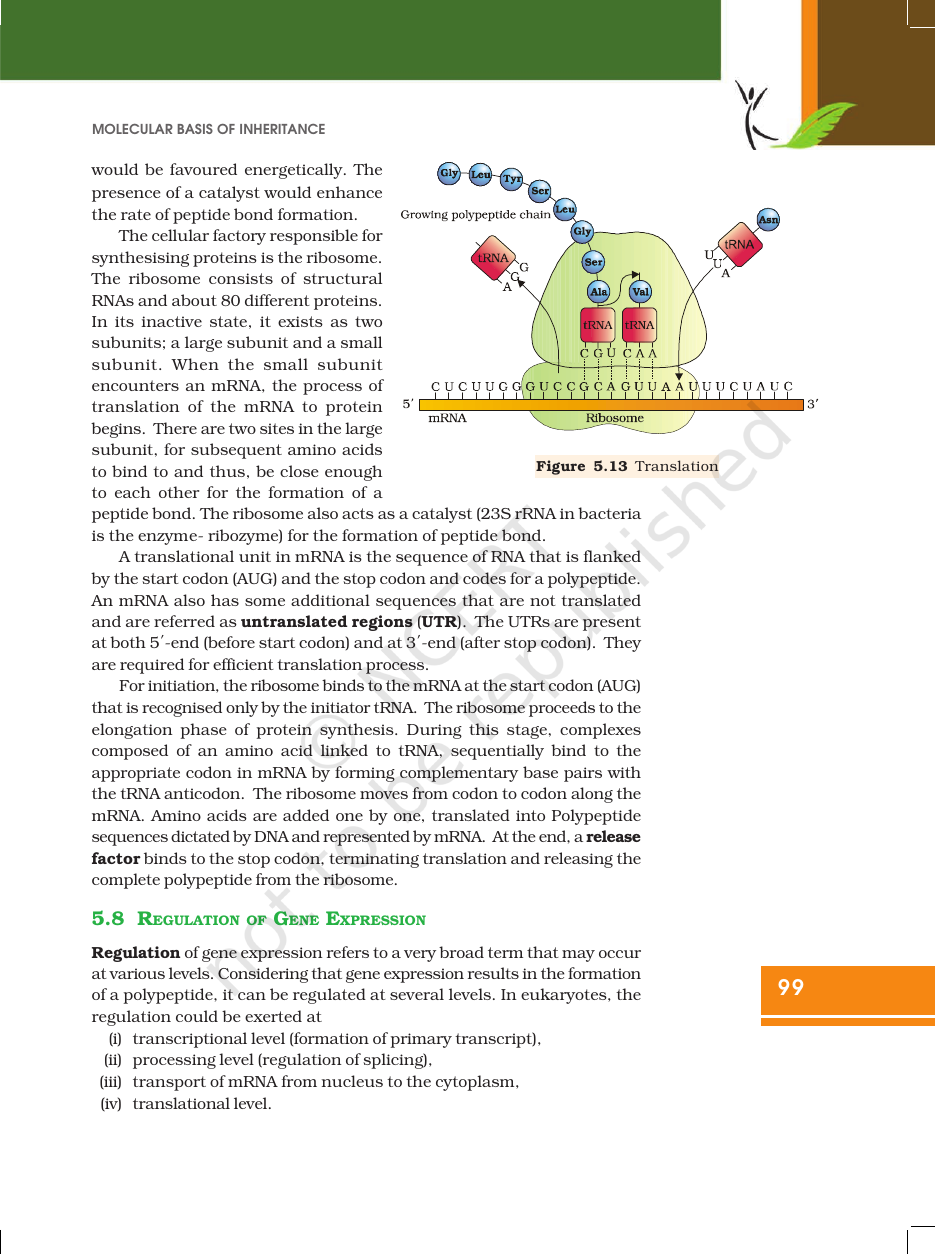 Page 21 of Molecular Basis of Inheritance