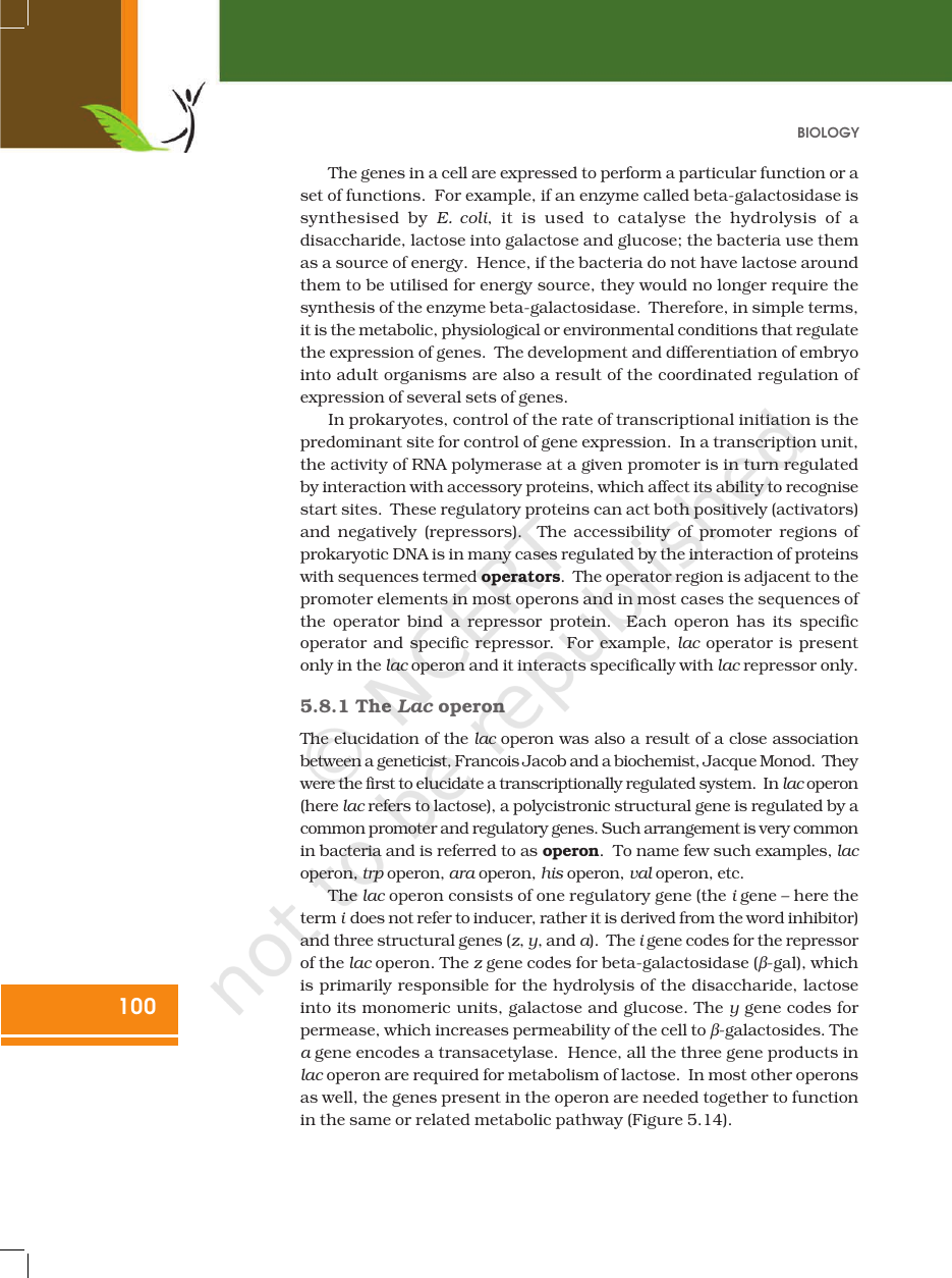 Page 22 of Molecular Basis of Inheritance