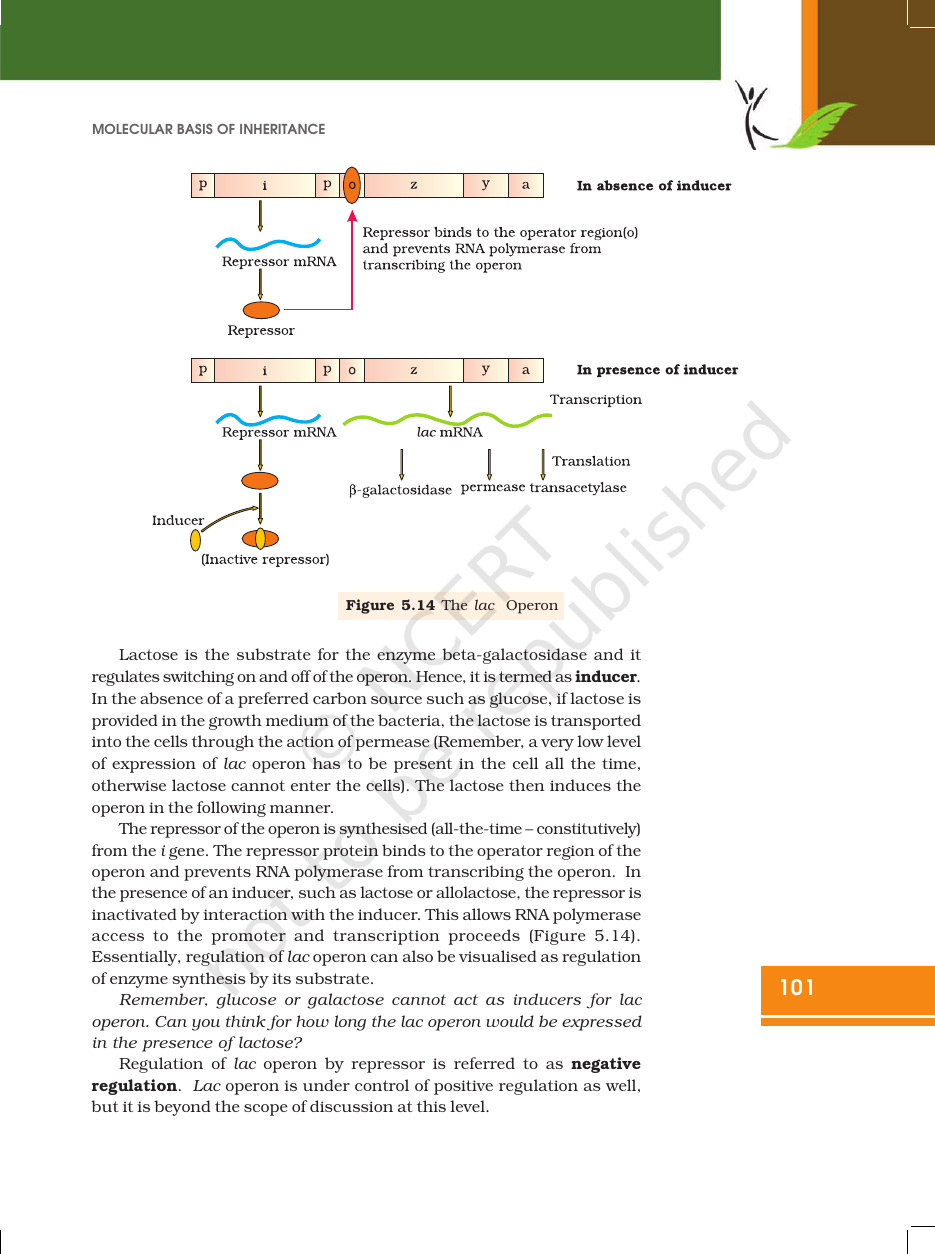 Page 23 of Molecular Basis of Inheritance