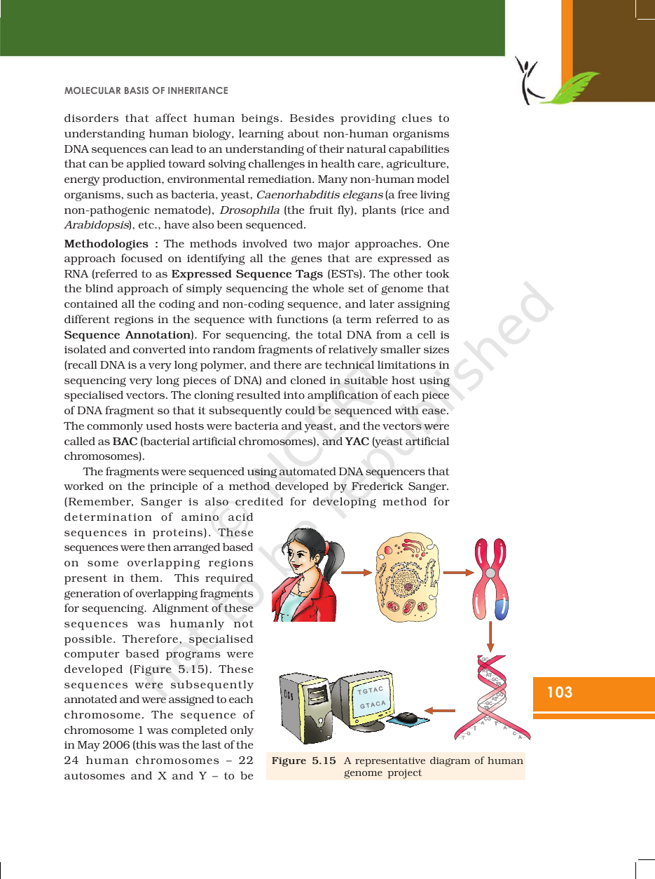 Page 25 of Molecular Basis of Inheritance