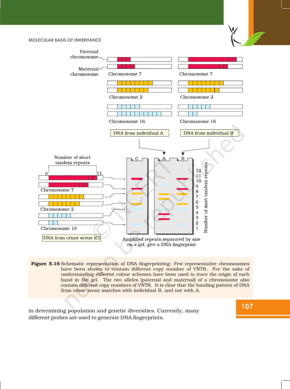 Page 29 of Molecular Basis of Inheritance