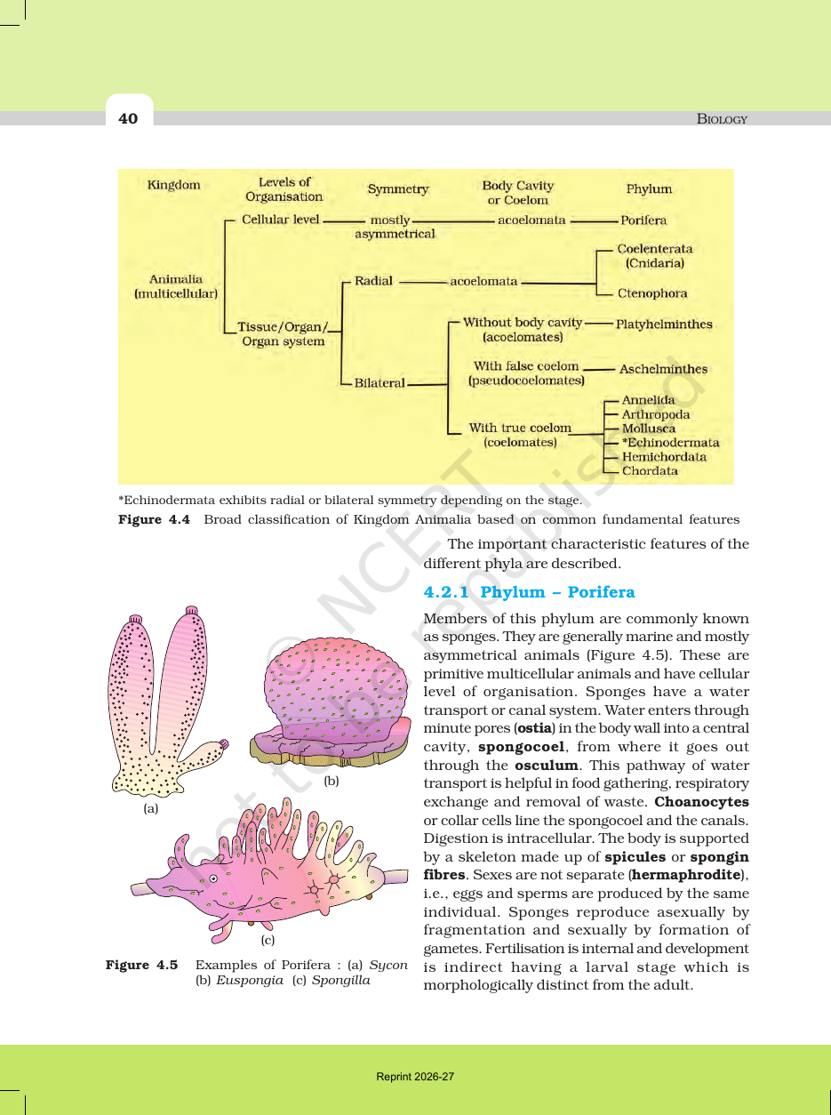 Page 4 of Animal Kingdom