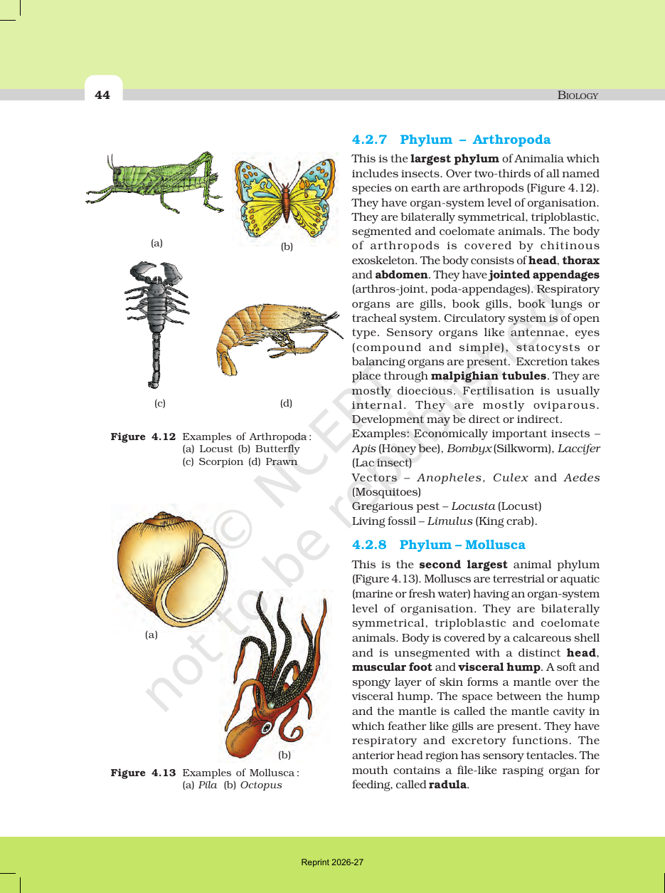 Page 8 of Animal Kingdom