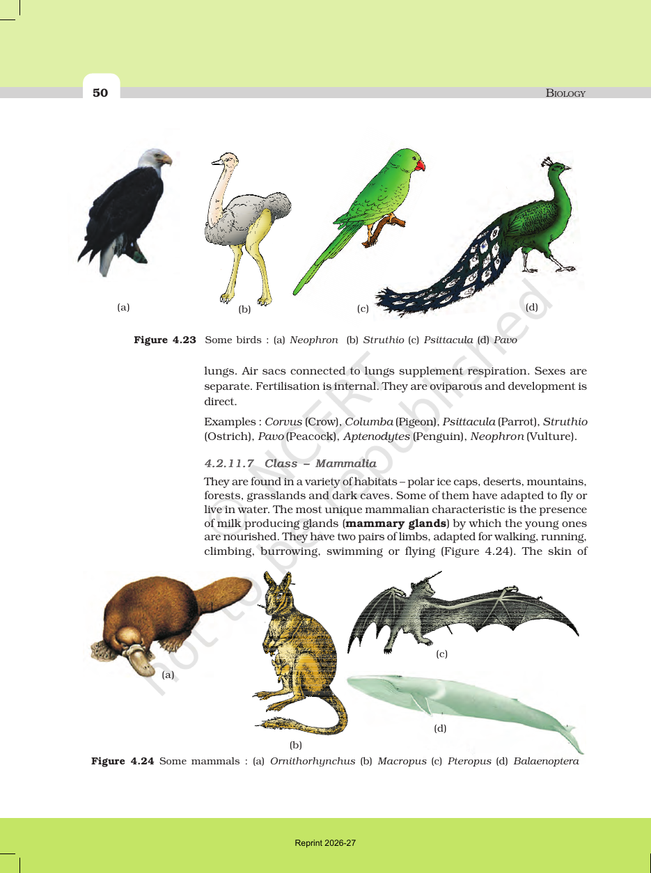 Page 14 of Animal Kingdom