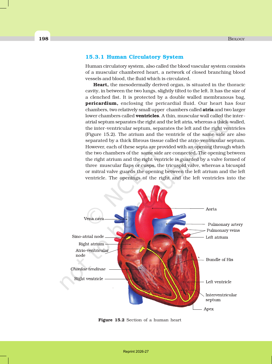 Page 6 of Body Fluids and Circulation