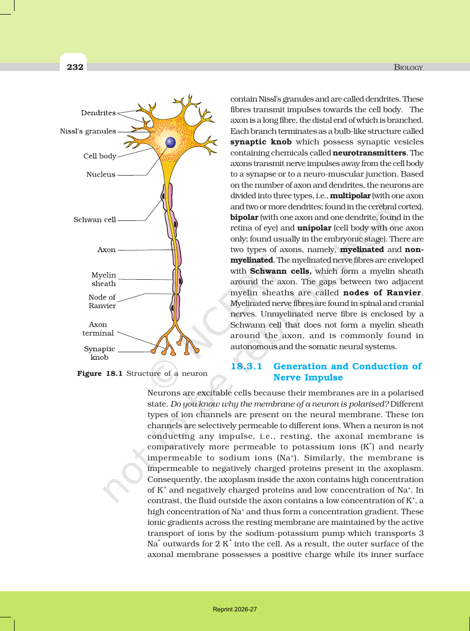 Page 3 of Neural Control and Coordination