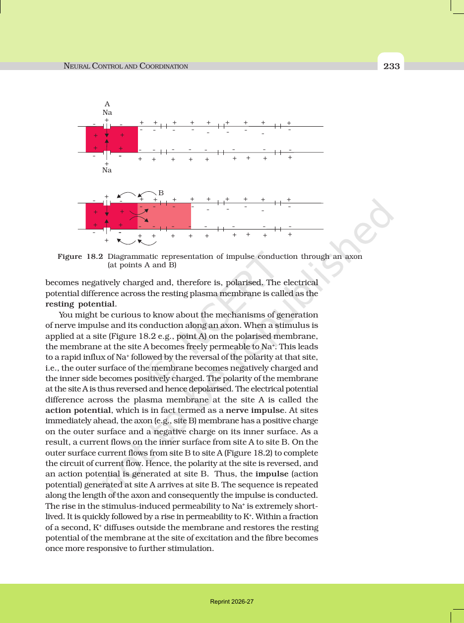 Page 4 of Neural Control and Coordination