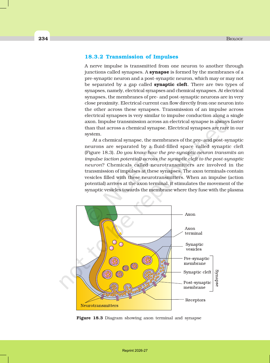 Page 5 of Neural Control and Coordination