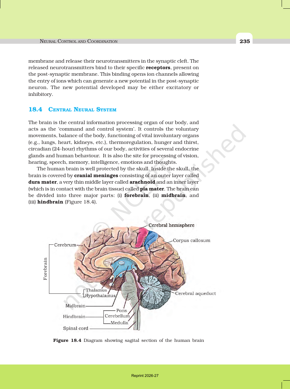 Page 6 of Neural Control and Coordination