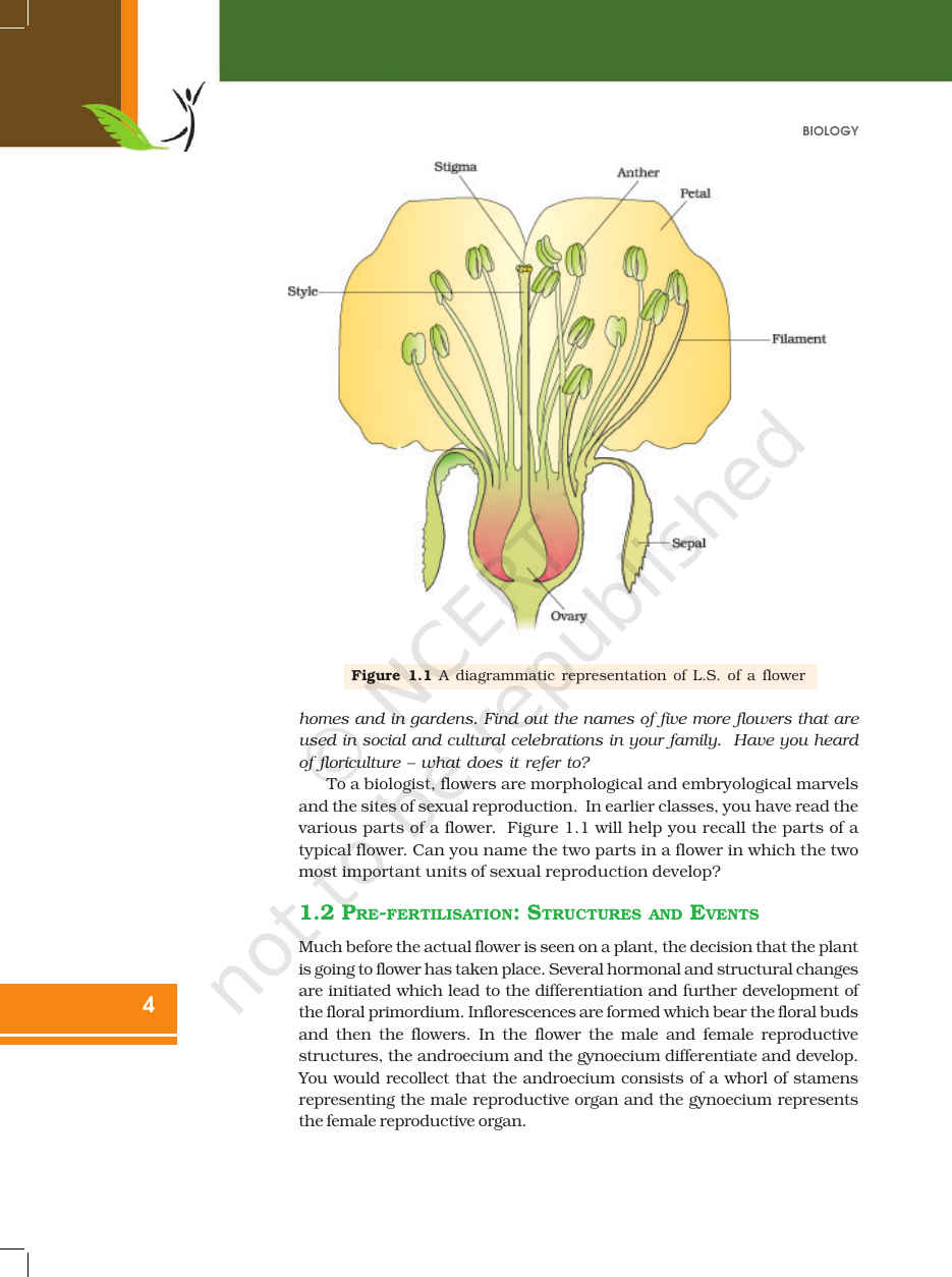 Page 4 of Sexual Reproduction in Flowering Plants