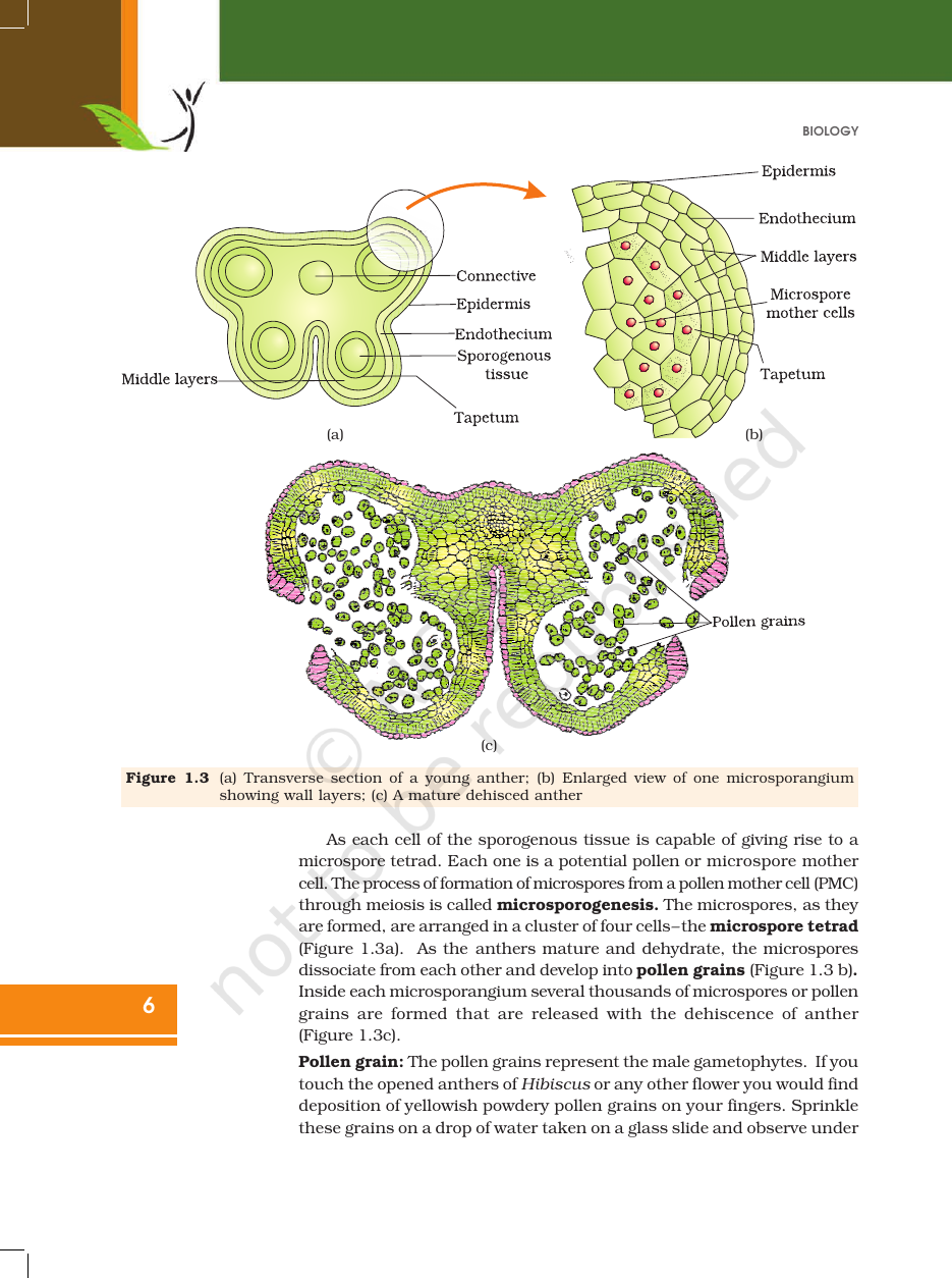 Page 6 of Sexual Reproduction in Flowering Plants