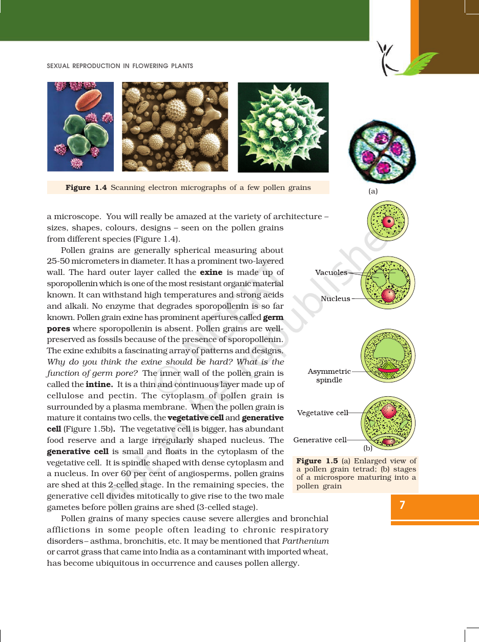 Page 7 of Sexual Reproduction in Flowering Plants