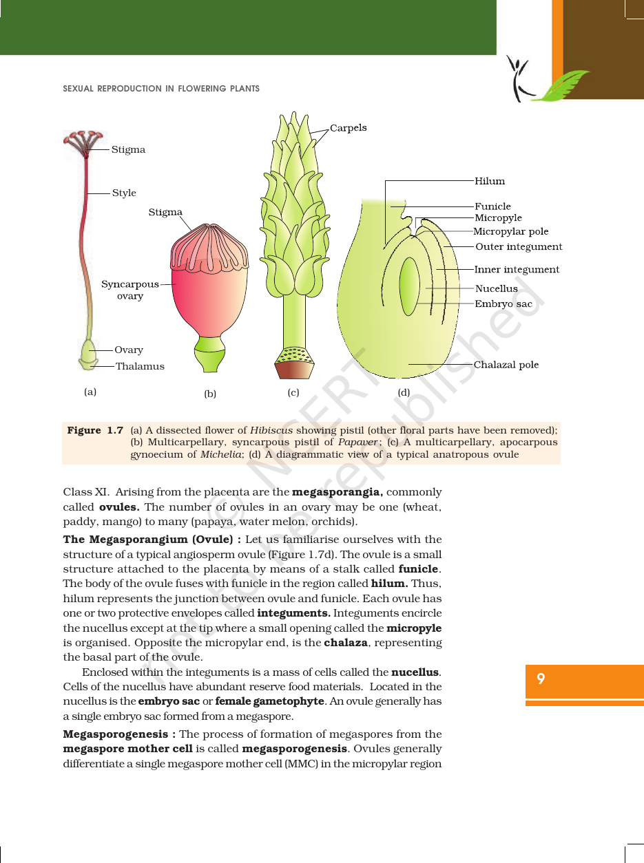 Page 9 of Sexual Reproduction in Flowering Plants
