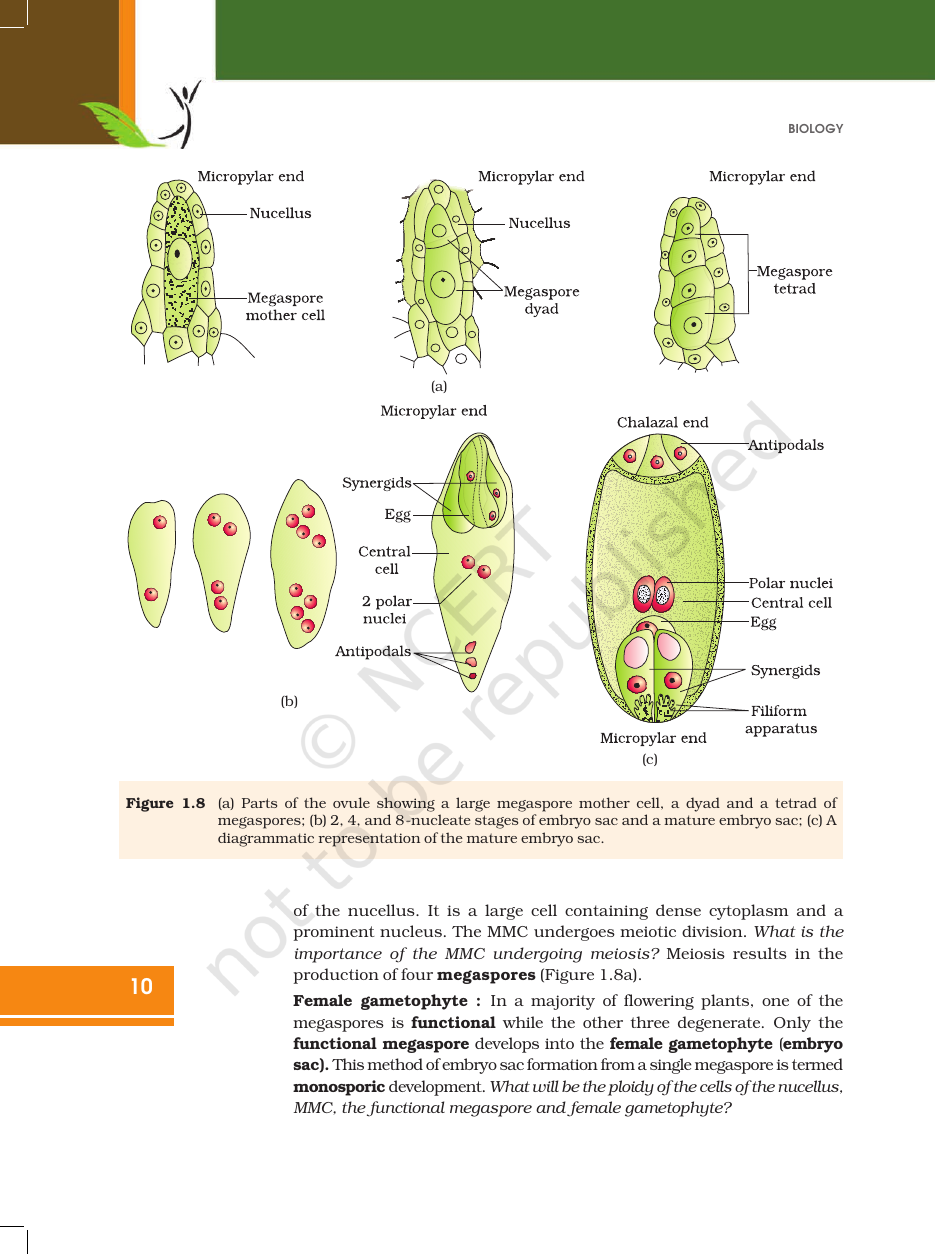 Page 10 of Sexual Reproduction in Flowering Plants