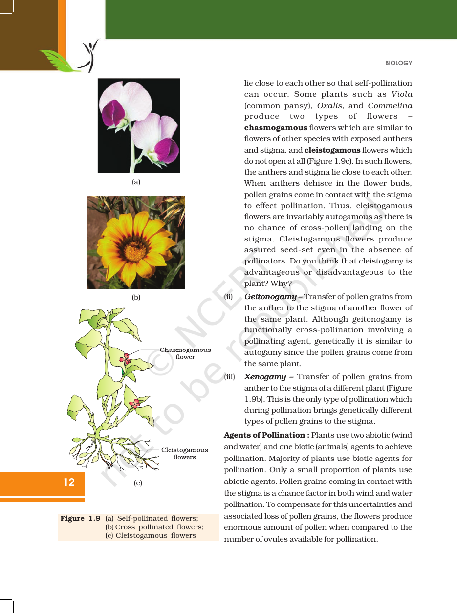 Page 12 of Sexual Reproduction in Flowering Plants